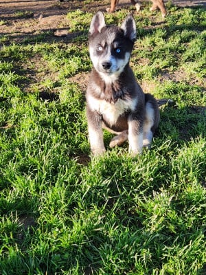 Les chiots de Siberian Husky