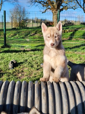 Les chiots de Siberian Husky