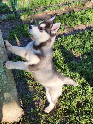 Les chiots de Siberian Husky