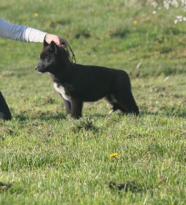 Les chiots de Siberian Husky