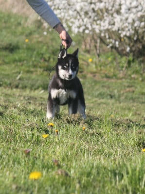 Les chiots de Siberian Husky