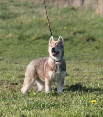 Les chiots de Siberian Husky