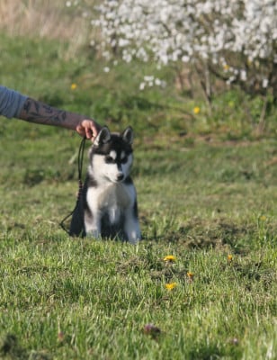 Les chiots de Siberian Husky