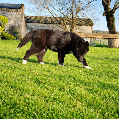 Les chiots de Siberian Husky