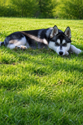 Les chiots de Siberian Husky
