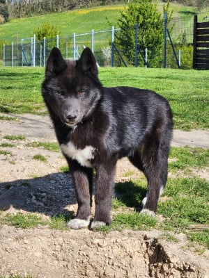 Les chiots de Siberian Husky