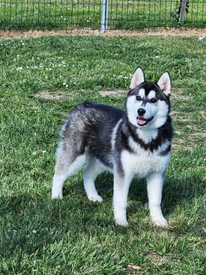 Les chiots de Siberian Husky