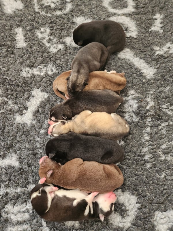 Siberian Husky - De La Vallée Des Pépites