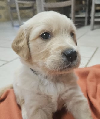 Les chiots de Golden Retriever