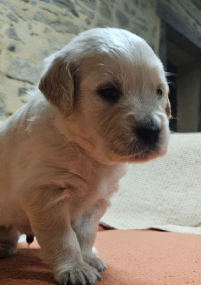 Les chiots de Golden Retriever