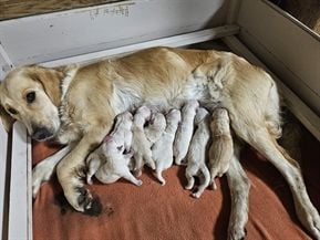 Golden Retriever - De La Tribu De Bouba