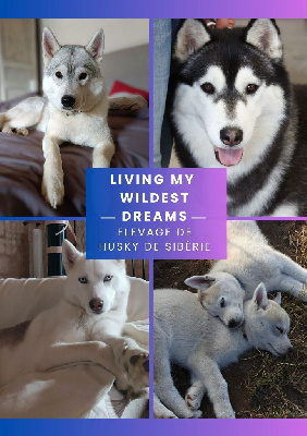 Living My Wildest Dreams