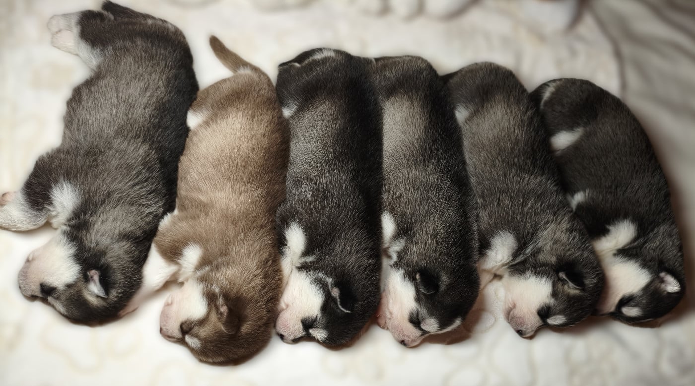 Siberian Husky - Living My Wildest Dreams