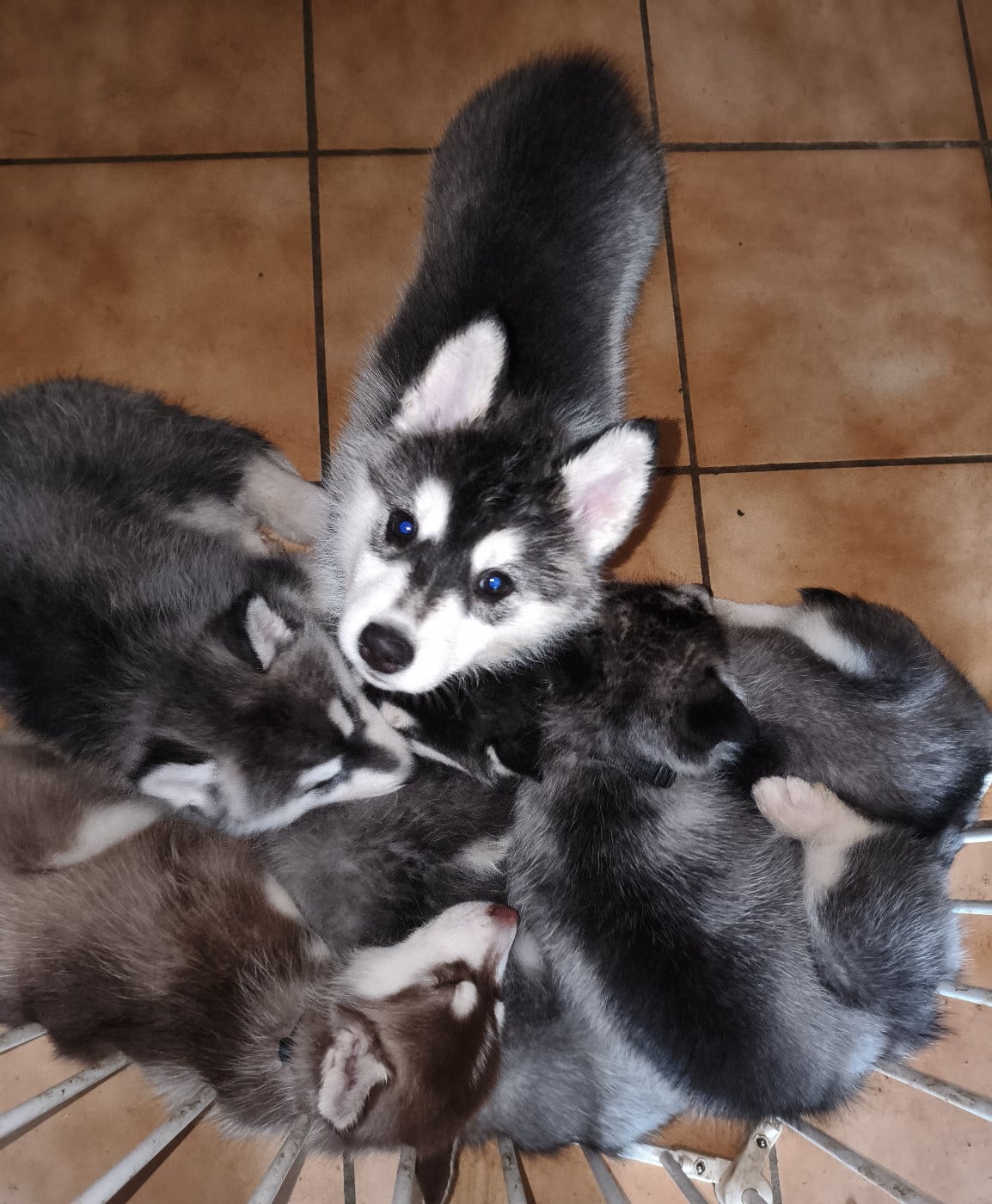 Siberian Husky - Living My Wildest Dreams