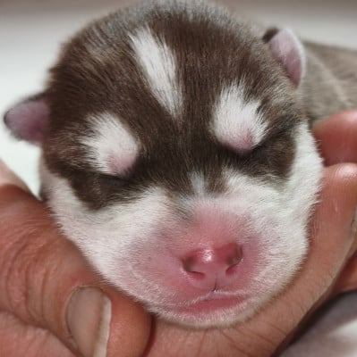 Les chiots de Siberian Husky