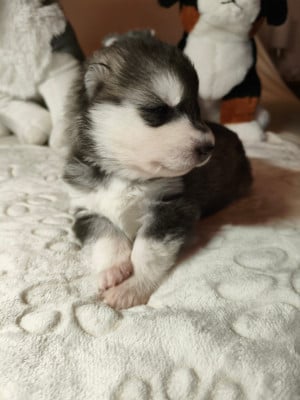 Les chiots de Siberian Husky