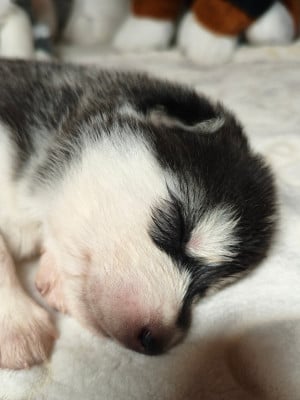 Les chiots de Siberian Husky