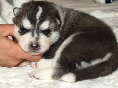 Les chiots de Siberian Husky