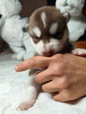 Les chiots de Siberian Husky