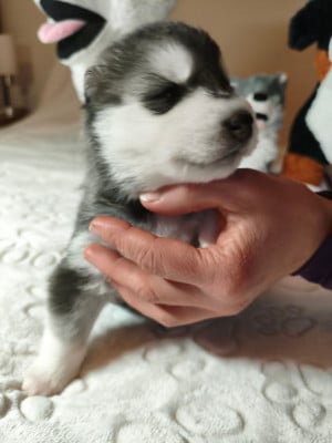 Les chiots de Siberian Husky