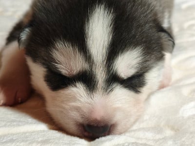 Les chiots de Siberian Husky