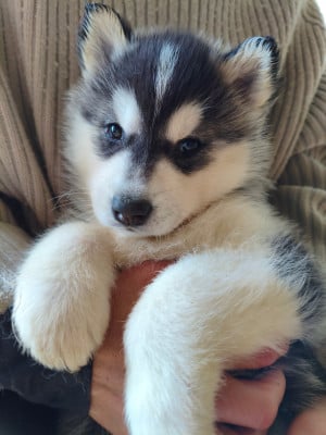 Les chiots de Siberian Husky