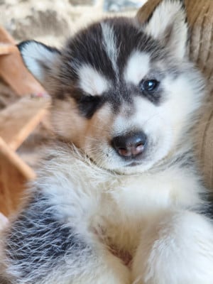 Les chiots de Siberian Husky