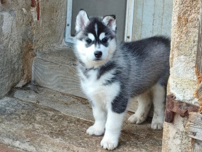 Les chiots de Siberian Husky