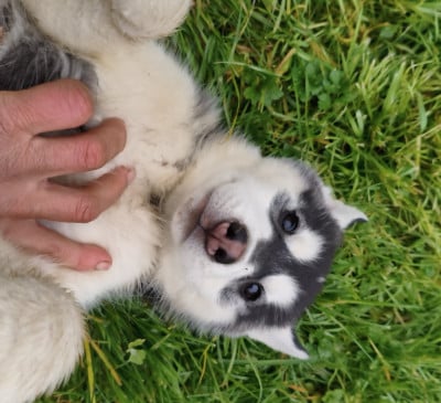 Les chiots de Siberian Husky