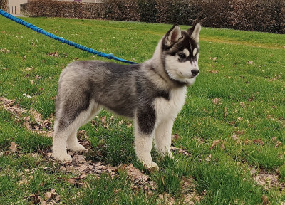 Les chiots de Siberian Husky