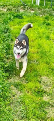 Siberian Husky