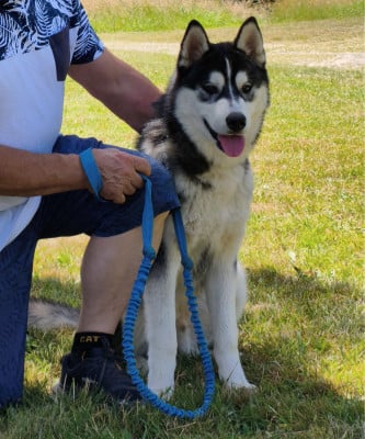 Les chiots de Siberian Husky