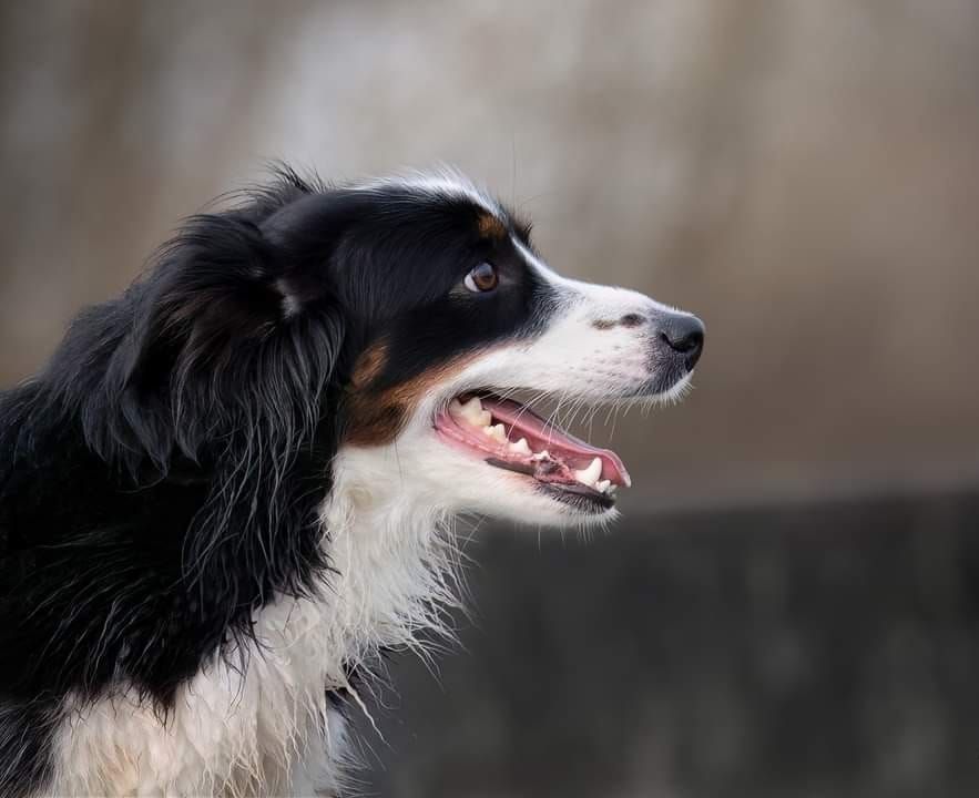 Publication : (Sans Affixe) Auteur : adeline FRISON