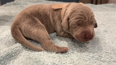 Les chiots de Braque de Weimar