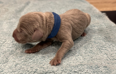 Les chiots de Braque de Weimar