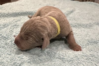 Les chiots de Braque de Weimar