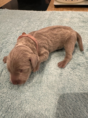 Les chiots de Braque de Weimar