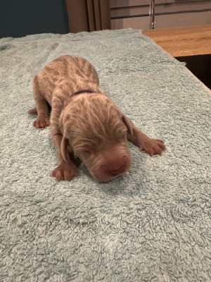 Les chiots de Braque de Weimar