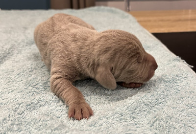 Les chiots de Braque de Weimar