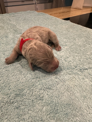 Les chiots de Braque de Weimar