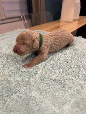 Les chiots de Braque de Weimar