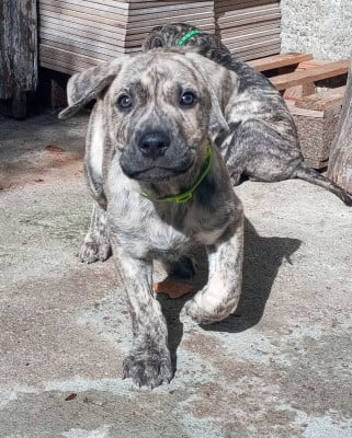 Les chiots de Cimarron Uruguayen