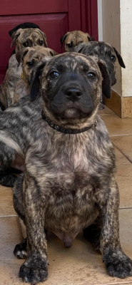 Les chiots de Cimarron Uruguayen