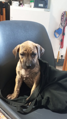 Les chiots de Cimarron Uruguayen