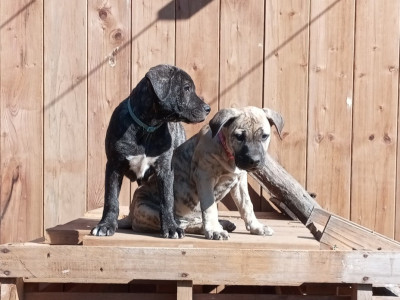 Les chiots de Cimarron Uruguayen