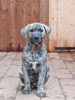 Les chiots de Cimarron Uruguayen