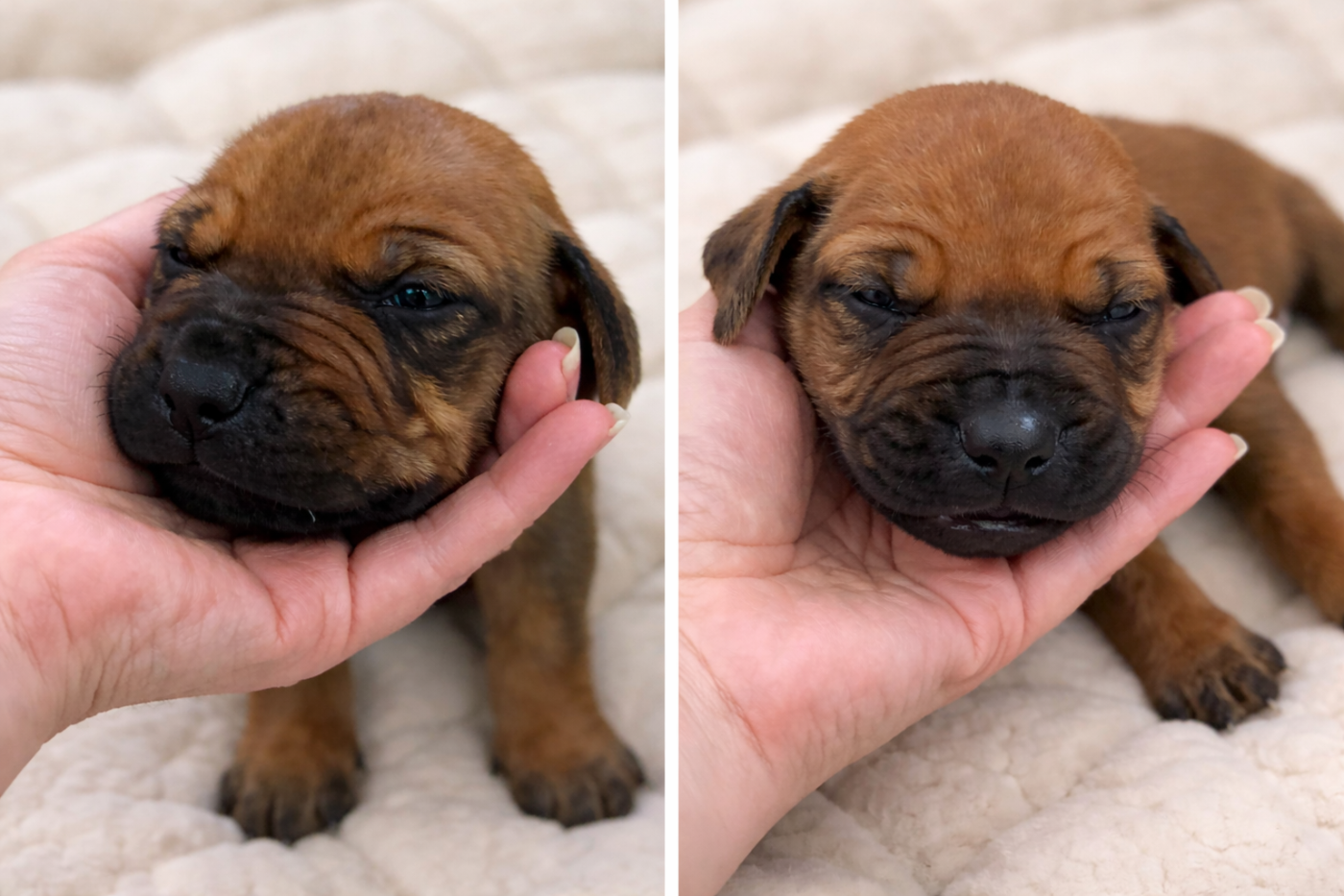 Rhodesian Ridgeback - Of Shambhalla