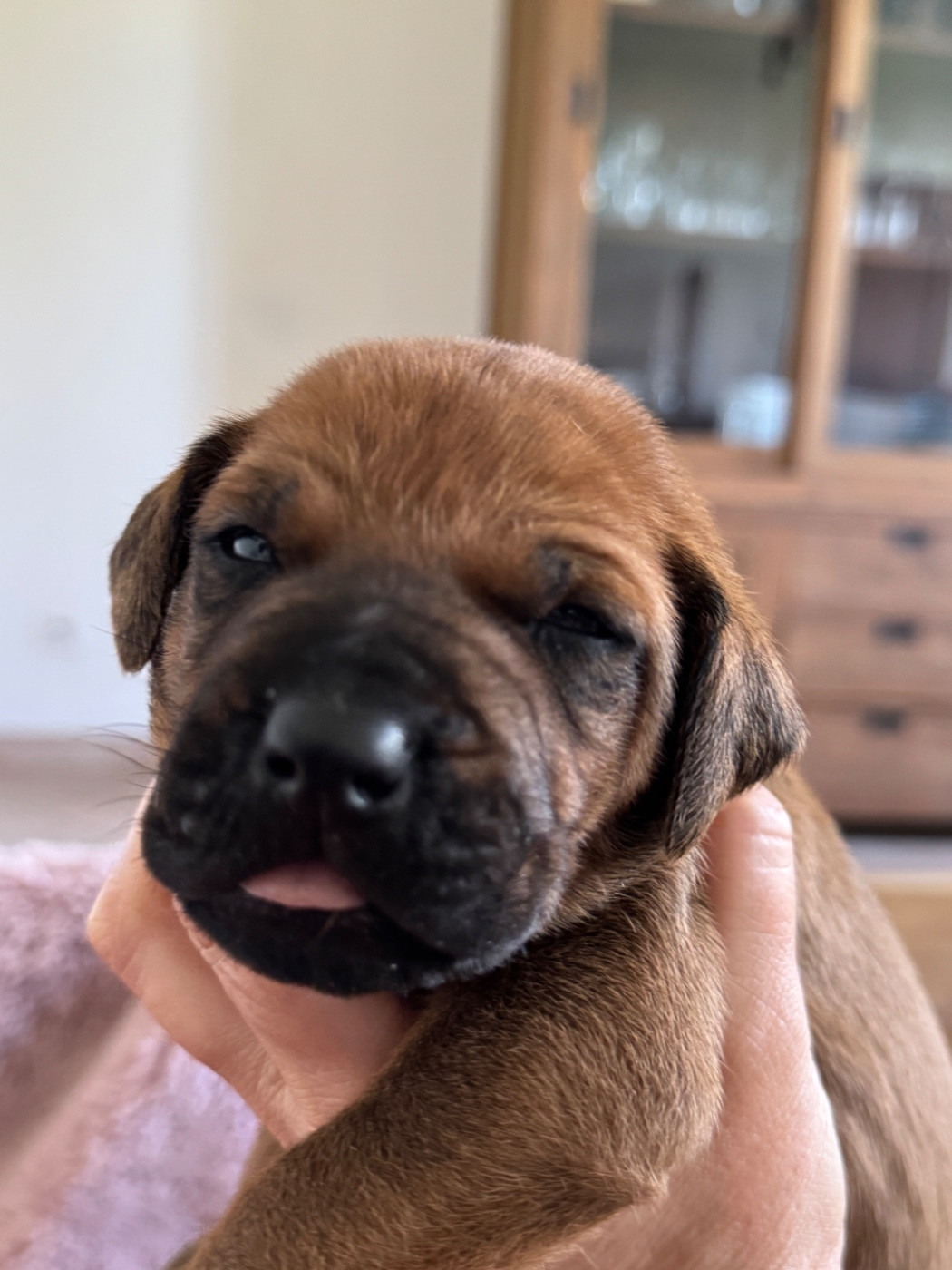 Rhodesian Ridgeback - Of Shambhalla