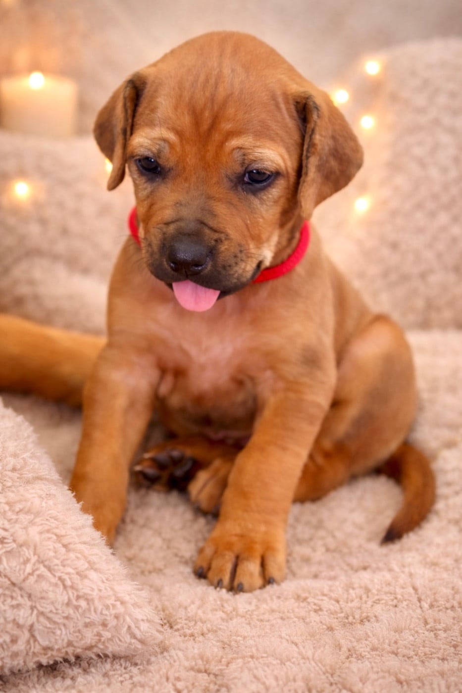 Rhodesian Ridgeback - Of Shambhalla