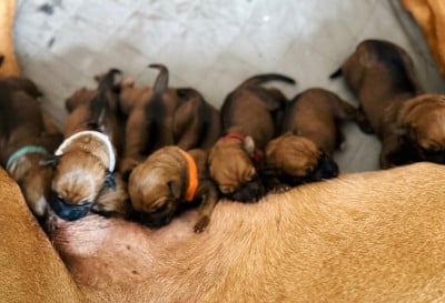 Les chiots de Rhodesian Ridgeback